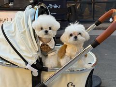 -foodoo芙多松饼店