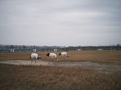 -盐城丹顶鹤湿地生态旅游区