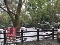 -缙云山景区
