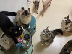 -猫在这儿猫咪咖啡馆·撸猫馆