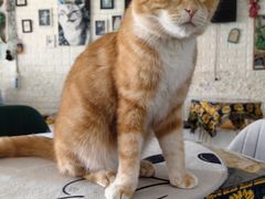 -平行世界·猫咖(首经贸店)
