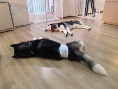 -Husky Go! 哈士奇体验馆·宠物咖啡厅狗咖