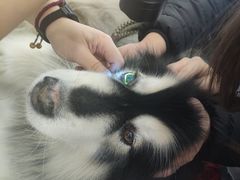 -纳吉亚猫专科动物诊疗中心(蒋宅口分院)