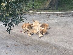 -大连森林动物园