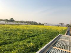 -天王浮山樱花园