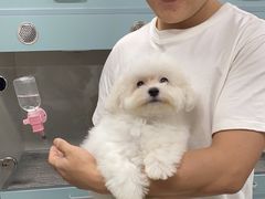 -萌宠之家·腊肠犬·马尔泰·小体犬舍