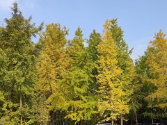 -桤木河湿地公园