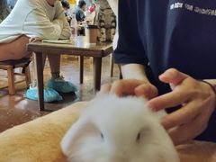 -猫猫幼稚园·撸猫·桌游·电玩