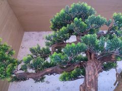 -马家斑.鲜鱼火锅(松湖万科店)