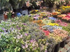 -大自然花鸟鱼虫市场