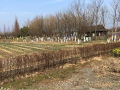 -杭州湾海上花田景区