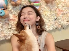 -柴犬高等学院·狗咖·柴犬售卖·宠物训练