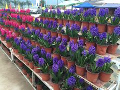 乐天花谷-乐天花谷