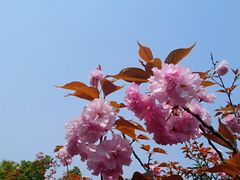 -合肥三国新城遗址公园