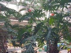 -顺峰·粤菜海鲜·早茶自助(阜成店)