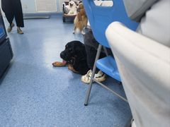 -北京赛佳动物医院