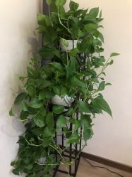 -苑苑vbeauty科技美容SPA