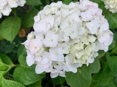 -重庆市江北嘴中央商务区中央公园