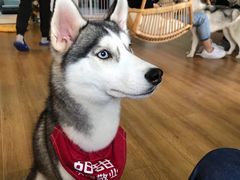 -Husky Go! 哈士奇体验馆·宠物咖啡厅狗咖