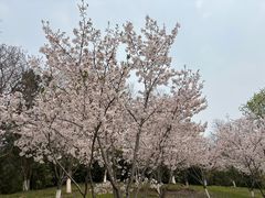 -羊山湖公园