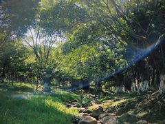 -番禺大夫山森林公园