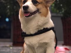 -百好乐宠物友好餐厅(朝外大街店)