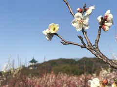 -无锡梅园公园