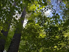 -五营红松林海景区