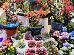 -双季花艺园艺市场(浦东店)