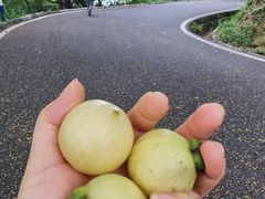 -火炉山森林公园