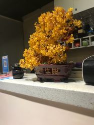 -素颜秀·纹眉·野生眉·纹唇半永久