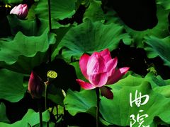 -莲花池公园