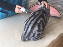 -芭比堂宠物医院·全科爱猫医院·仁德分院