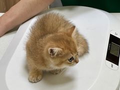 -瑞鹏宠物医院·骨科·猫科·内科(第一中心)
