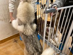 -Let's go狗咖·猫咖·奶狗·桌游(春熙路IFS店)