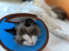 -乐派堂宠物医院·猫友好· 心脏科(东街店)