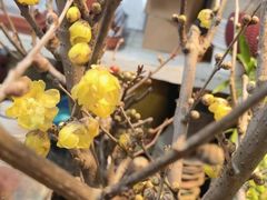 -双季花艺园艺市场(浦东店)