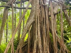 -中国科学院西双版纳热带植物园