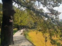-塔川景区