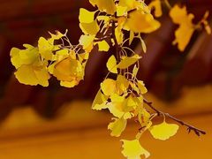 -中国移动(平利路营业厅)