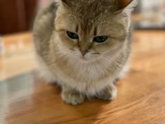 -猫小院猫主题餐厅(三里屯店)