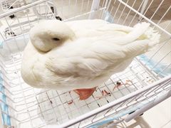 -怪兽屋·羊驼·猫咖·狗咖(俊华广场店)