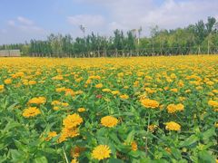 -莲花山花海