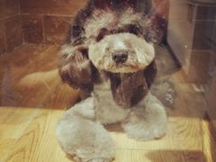 造型后-八公叔叔宠物美容连锁(春申店)