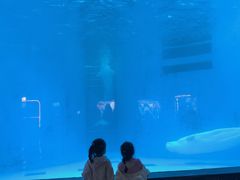 -海合安成都极地海洋公园