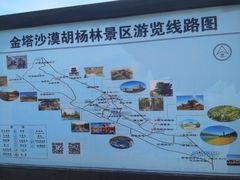 -金塔沙漠胡杨林景区