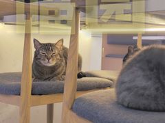 -喵园·猫主题咖啡厅·撸猫·猫咖(国贸店)