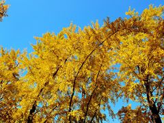 -三里屯东五街银杏大道