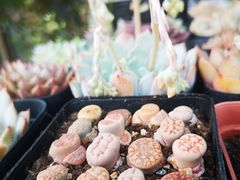 -白塘生态植物园