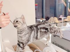 -怪兽屋·羊驼·猫咖·狗咖(俊华广场店)